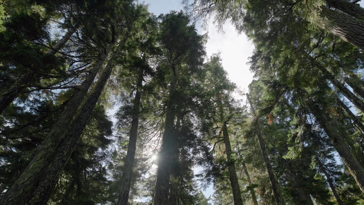 Uno sguardo alla chioma di una foresta subalpina