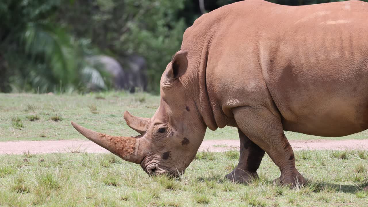 코소 가 잔디 에서 고 먹이 를 먹고 있다