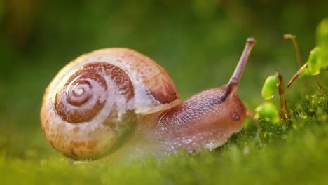Close-up of a snail slowly creeping in the sunset sunlight.