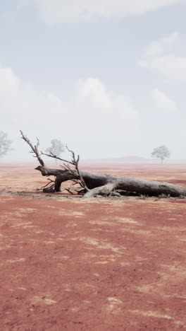 árbol muerto en un paisaje desolado del desierto