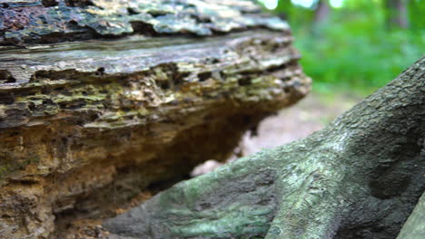 panorámica a través de una pared de roca para revelar un tronco de árbol en el bosque durante el día