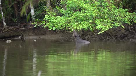 Un-Tapir-De-Baird-Come-Plantas-A-Lo-Largo-De-La-Orilla-De-Un-Río