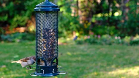 Witness-chicadee,-nuthatches,-finches,-sparrows,-and-more-wild-birds-flock-to-a-seed-filled-birdfeeder-in-a-tranquil-green-backdrop