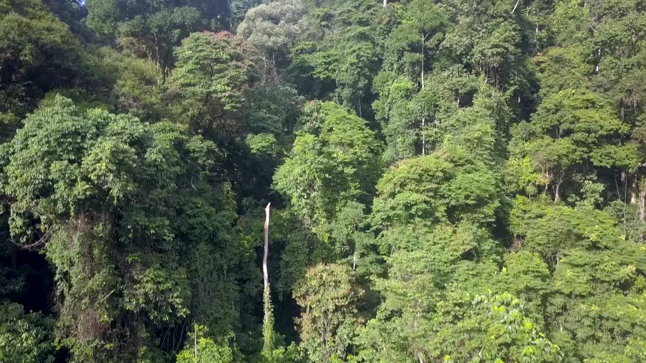 densa y exuberante selva tropical tropical de la isla de sumatra - toma aérea de ascenso de cohetes