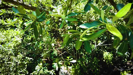 olive leaf in the atlas mountains of blida algeria
