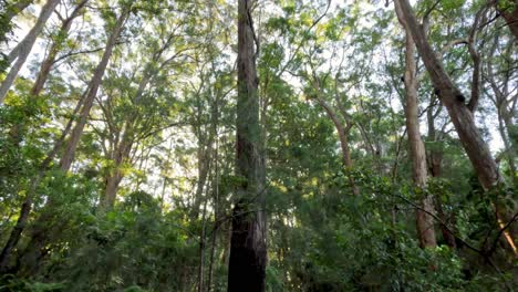 lush green forest with tall trees