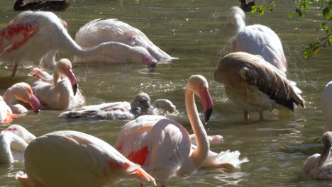 family of wild pink flamingos cleaning themself in natural pond during sun is shining