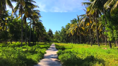 Coconut-tree-plantation-path-with-blue-sky-in-Gili-Trawangan,-Bali,-Lombok,-Indonesia