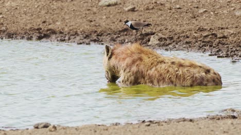 hyena bathing in small pond, wallowing and cleaning after hunting, african wildlife in maasai mara national reserve, kenya, africa safari animals in masai mara north conservancy