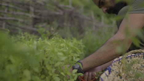 Cosecha-De-Verduras-De-Menta-Comida-Fresca-Y-Plato-De-Ensalada-En-Irán-Por-Un-Hombre-En-El-Campo-Forestal-En-La-Montaña-En-La-Temporada-De-Verano-Durante-El-Día-Seleccione-El-Concepto-De-Comida-Saludable-Vegetal-Joven-Vegetariano-En-La-Población-Local