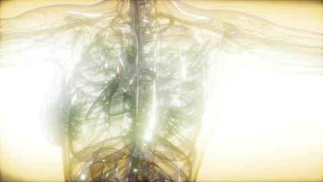 imagen de rayos x del cuerpo humano