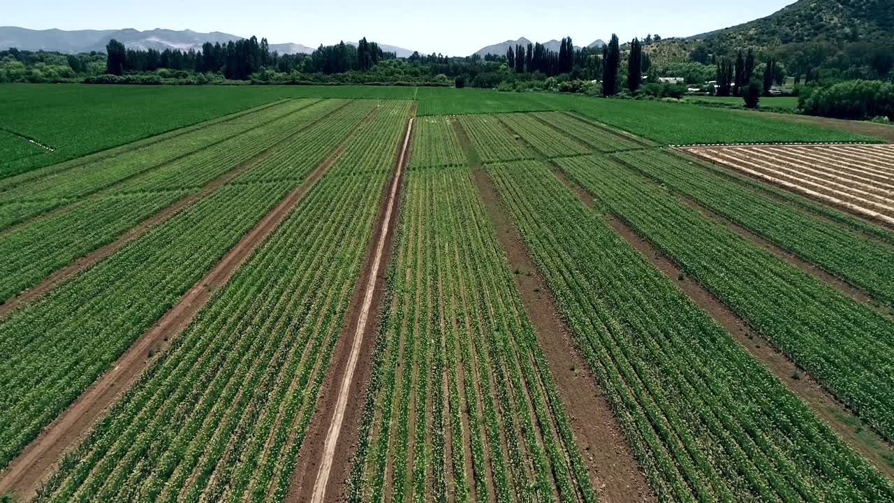 imágenes de drones de 60 fps de un bonito paisaje del valle chileno lleno de viñedos