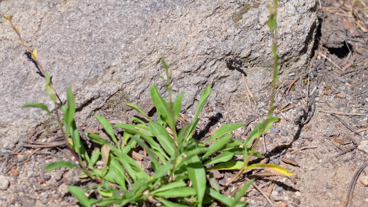 Giant carpenter ant navigating through blades of grass in its natural environment