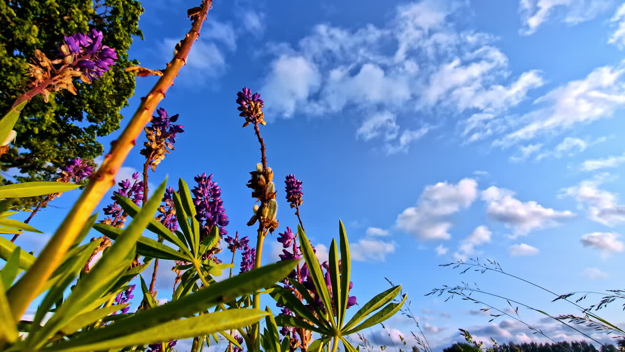 Looking up at purple budding flowers blooming in bright sunlight and swaying in the breeze
