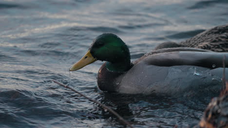 Un-Par-De-Patos-Reales-Sumergidos-Buscando-Comida-Bajo-El-Agua---Cámara-Lenta