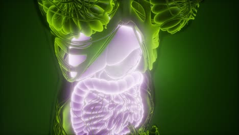 cuerpo humano con sistema digestivo visible
