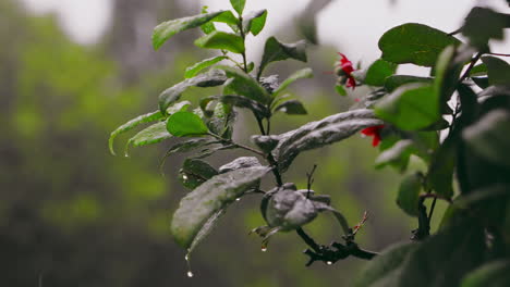 Raindrops-falls-on-green-apricot-leaves,-blurred-bokeh-of-green-tree-in-the-garden