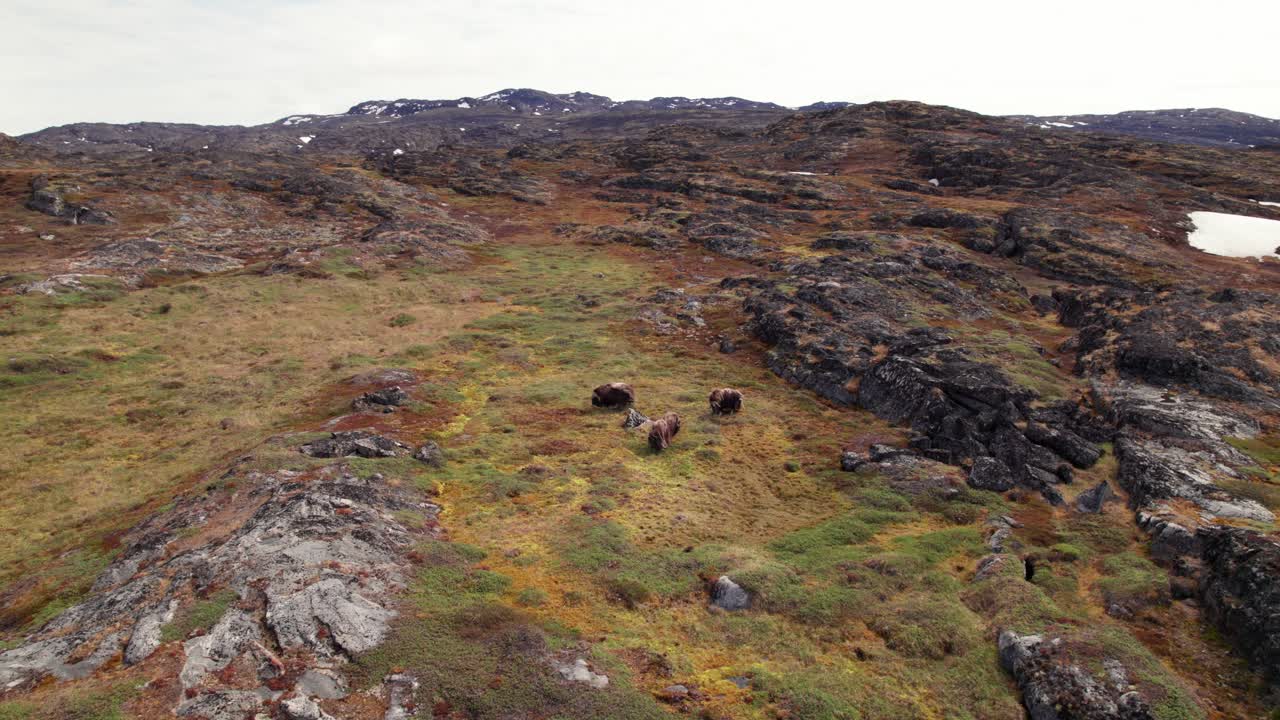 Rotating drone shot of a musk ox in Greenland, standing near the icy Arctic sea, highlighting wild tundra wildlife and the frozen northern landscape