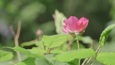 Delicate-Pink-Rose-Flower-Moved-By-Wind-In-The-Garden,-Slow-Motion