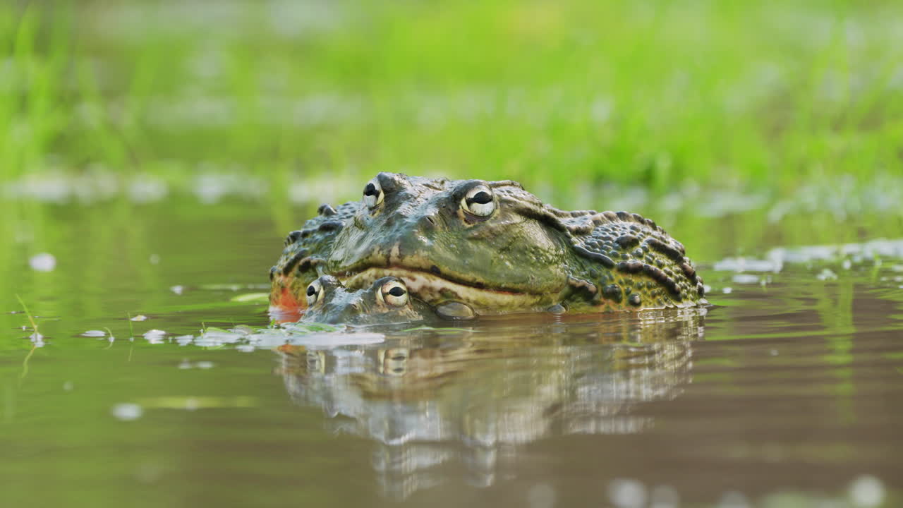 амплексирующая пара гигантской африканской лягушки-быка на естественных местообитаниях в сезон дождей в центральном заповеднике калахари, ботсвана