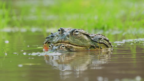amplio par de ranas toro africanas gigantes en hábitats naturales durante la temporada de lluvias en la reserva de caza central de kalahari, botswana
