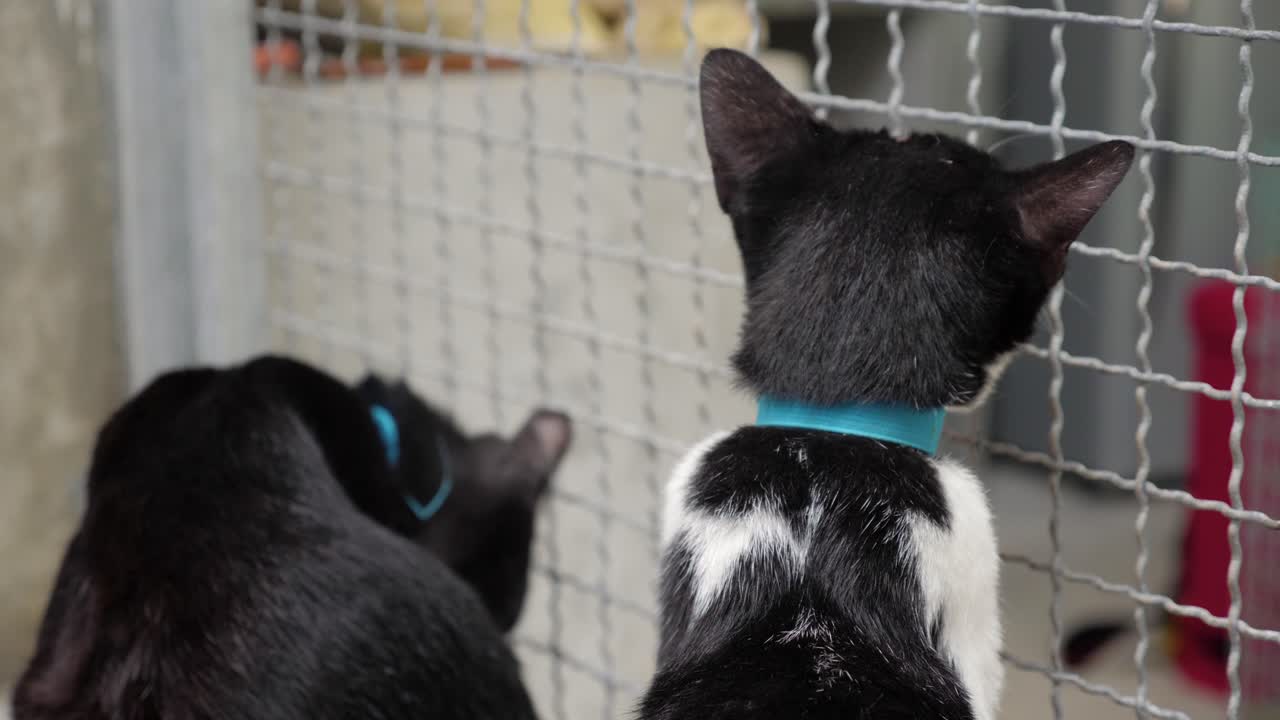 울타리 너머로 밖을 내다보는 보호소 고양이