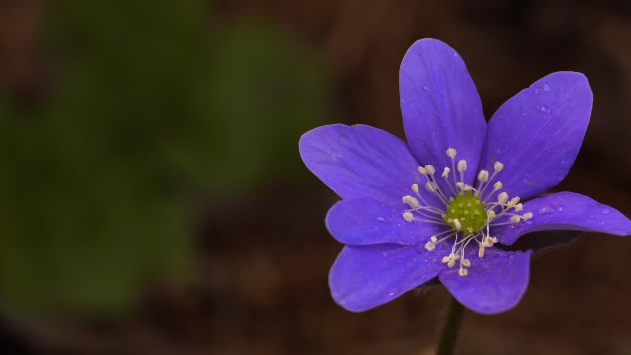Elegant flower of liverleaf , perennial blooming early in the spring