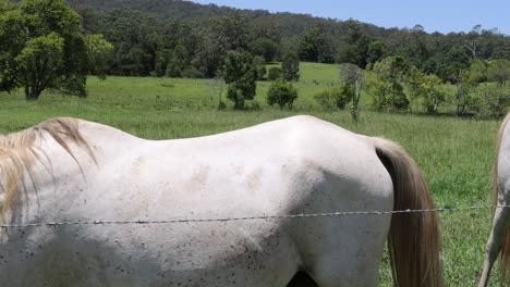 un caballo blanco sereno disfruta de un día soleado al aire libre