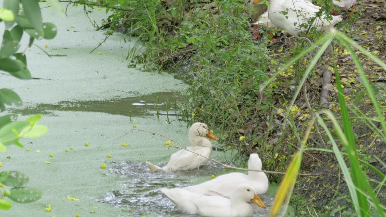 Ducks swimming a tranquil pond nature scene rural landscape serene environment close-up view