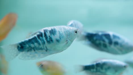 group of blue three spot gourami fish underwater in aquarium, trichopodus trichopterus