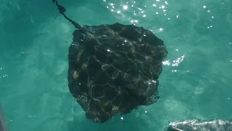 stingray swimming in clear water, view from a boat french polynesia