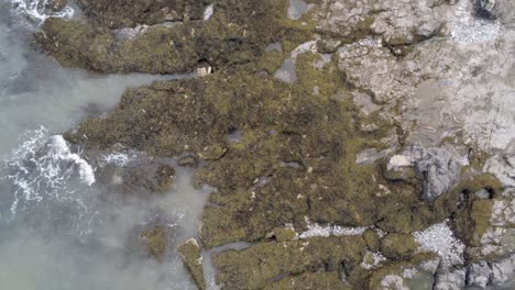 vista aérea de pájaro rotación descendente sobre la costa rocosa de algas marinas paisaje de piscina de rocas