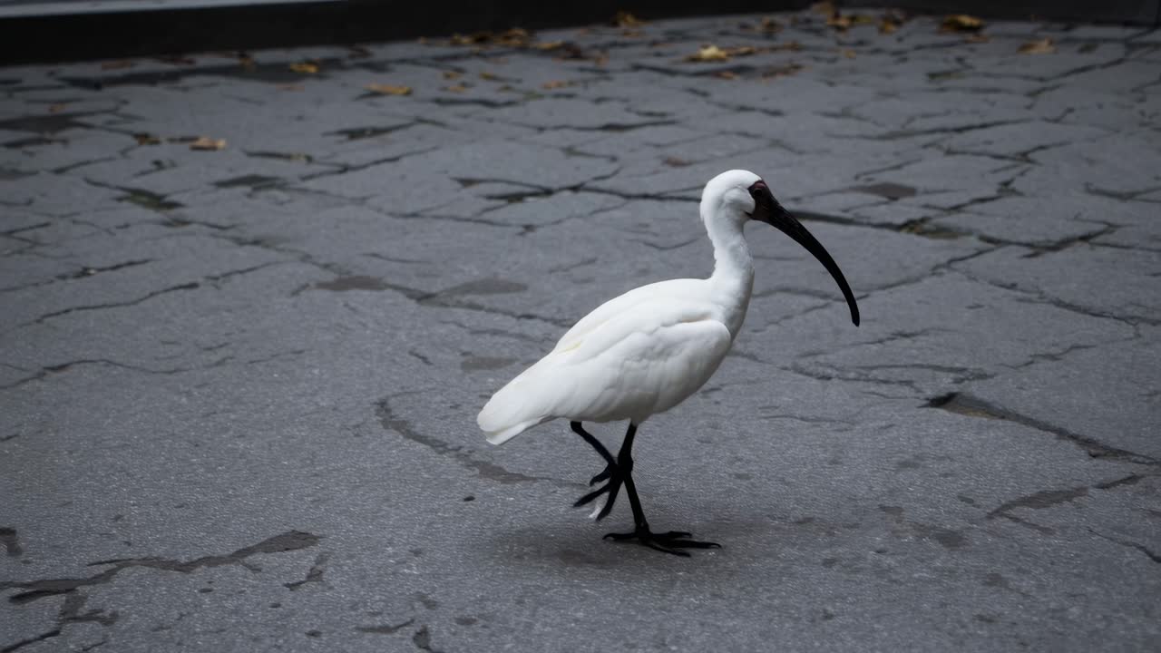 White Ibis on Cracked Pavement