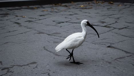 white ibis on cracked pavement