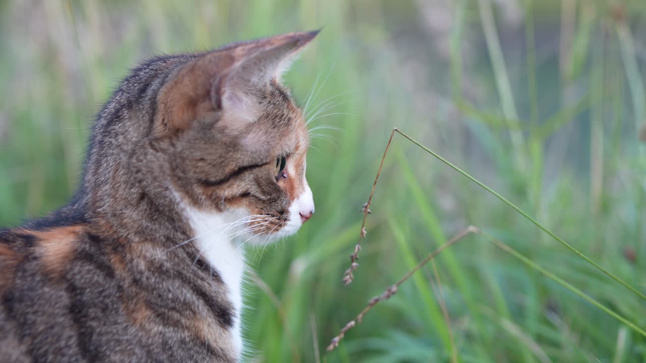 Curious cat staring intently while surrounded by tall green grass