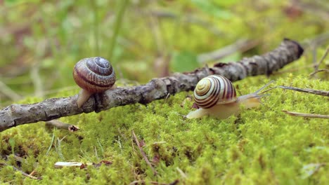 el caracol se arrastra lentamente sobre el musgo verde