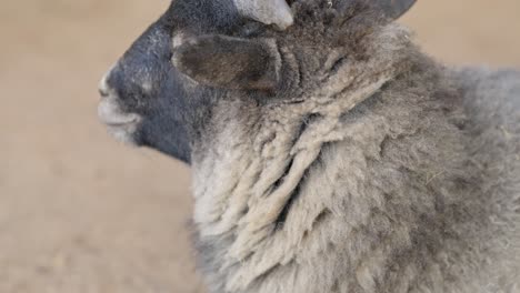 primer plano de un cordero blanco y negro en un zoológico de mascotas