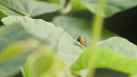 A-static-shot-of-a-treehopper-insect-sitting-on-a-large-green-leaf-cleaning-itself-and-then-walking-on-the-leaf