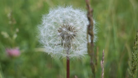 close up of a white dandelion blossom in a field