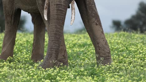 Elephant-Picking-Yellow-Flowers-With-Its-Trunk-in-Botswana,-Close-Up