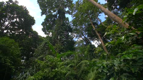 looking up in a tropical jungle