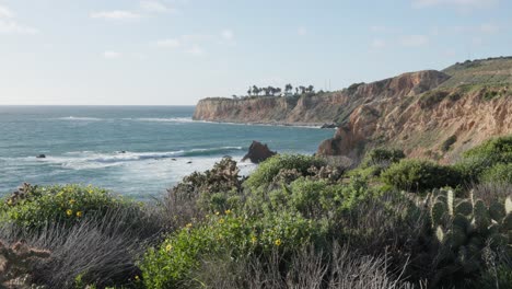 Low-shot-of-Pacific-Coast,-Palos-Verdes-Cliffs-with-cactus-and-yellow-flowers-in-foreground,-Point-Vicente-Lighthouse-in-background