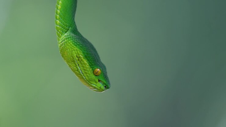 Die Weißlippen-Bambusotter ist eine giftige Grubenotter, die in Südostasien endemisch ist und oft nachts auf einem Ast oder Zweig eines Baumes in der Nähe eines Gewässers mit reichlich Beutetieren wartend gefunden wird