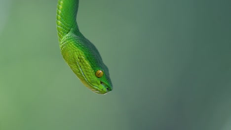 La-Víbora-De-Labios-Blancos-Es-Una-Víbora-Venenosa-Endémica-Del-Sudeste-Asiático-Y-A-Menudo-Se-Encuentra-Durante-La-Noche-Esperando-En-Una-Rama-O-Rama-De-Un-árbol-Cerca-De-Un-Cuerpo-De-Agua-Con-Muchos-Alimentos