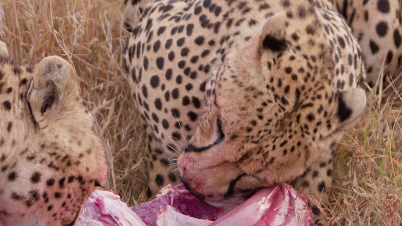Close up shot of a pair of cheetah's heads consuming on prey