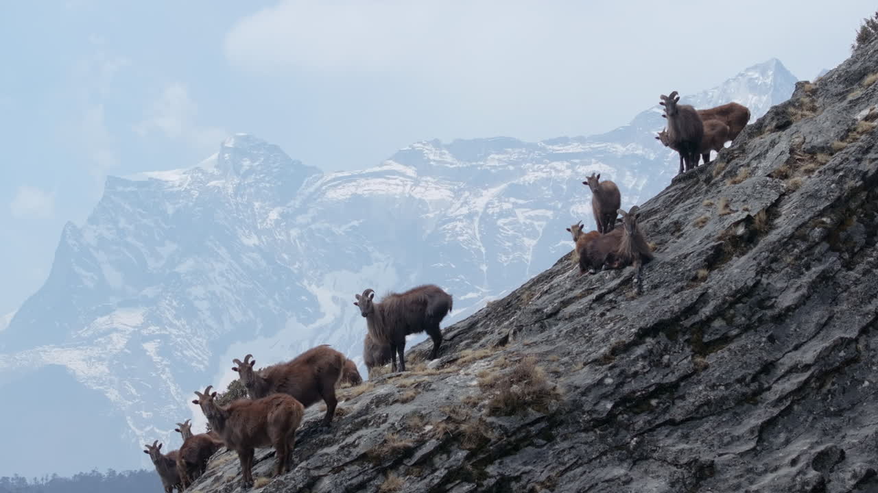 Drone shot of Himalayan Tahr herd in Everest region, high-altitude wildlife of Nepal with mountain range in backdrop with peaceful nature view serene wildlife