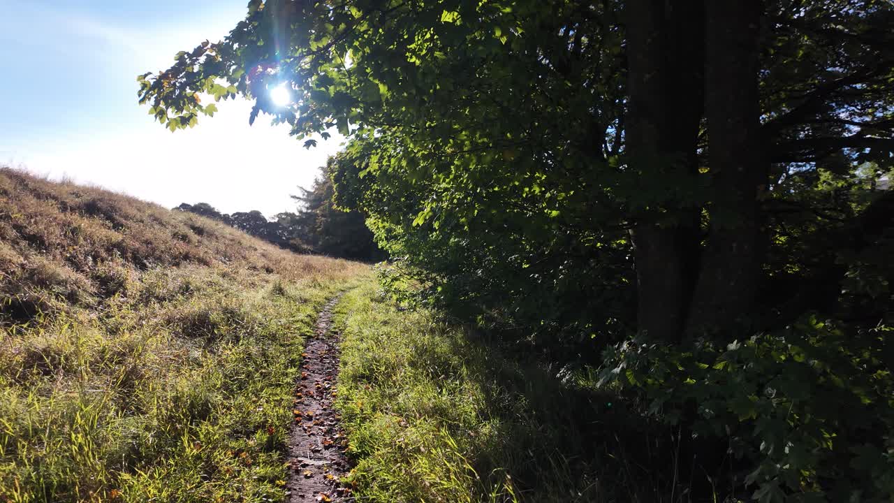 A sunlit trail winds through a grassy countryside beside a shaded forest
