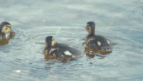 Adorables-Patitos-De-Una-Semana-Flotando-Solos-En-El-Río