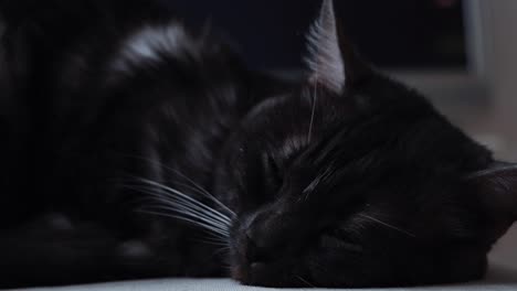 sleeping black cat