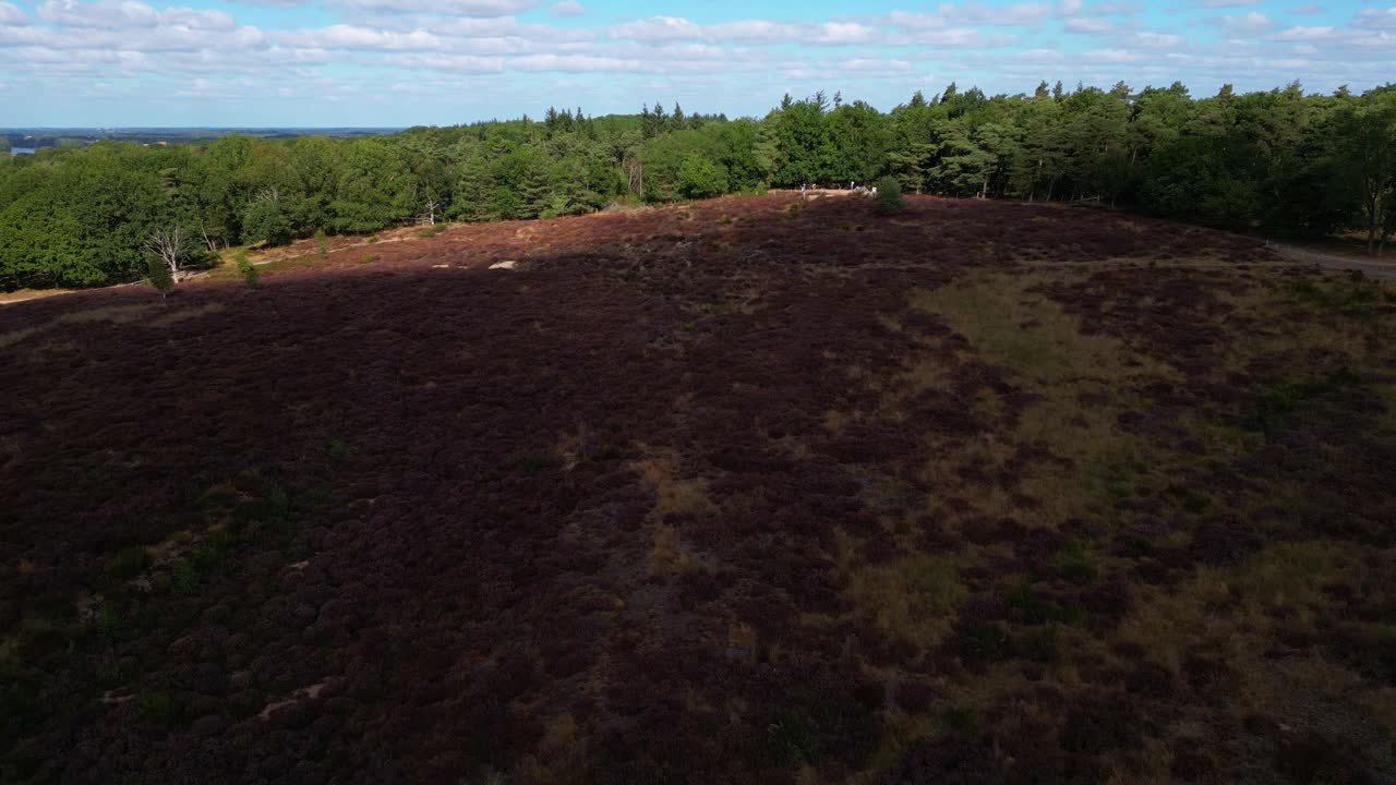 vista aérea del paisaje florido sombreado de la naturaleza de brezo